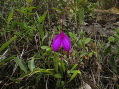 Masdevallia amabilis