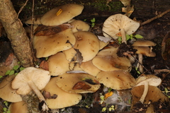 Leucocybe
