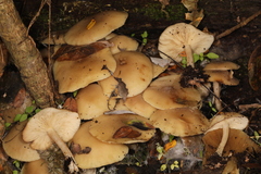 Leucocybe