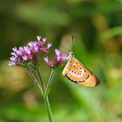 Acraea zitja