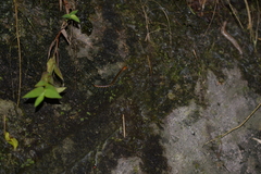 Scolopendra mutilans