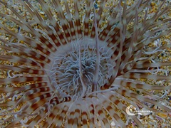 Pachycerianthus solitarius