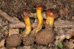 Tolypocladium longisegmentatum