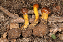Tolypocladium longisegmentatum