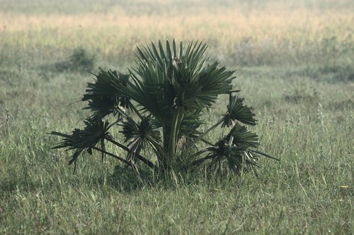 Borassus flabellifer