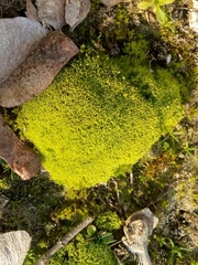 Trichostomum crispulum