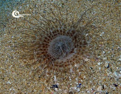 Pachycerianthus solitarius