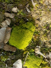 Trichostomum crispulum