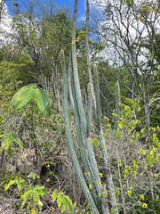 Cereeae