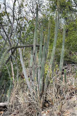 Cereeae
