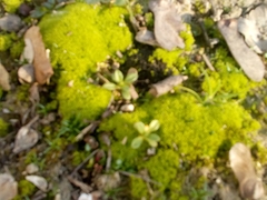 Trichostomum crispulum