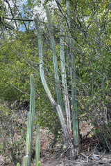 Cereeae