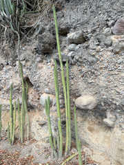 Cereeae