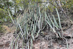 Cereeae