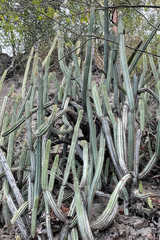 Cereeae