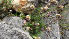 Alternanthera macbridei