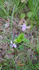 Viola labradorica