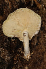 Ossicaulis lignatilis
