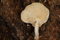 Ossicaulis lignatilis