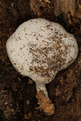 Ossicaulis lignatilis