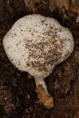 Ossicaulis lignatilis