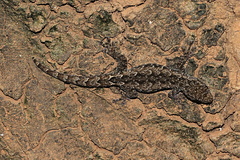 Lygodactylus