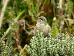 Ecuadorian Hillstar photo 4