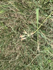 Tulbaghia leucantha