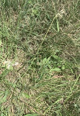 Tulbaghia leucantha