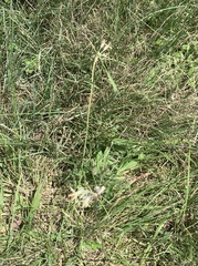 Tulbaghia leucantha