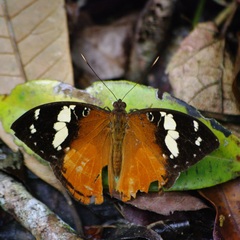 Aterica rabena