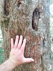 Panthera pardus pardus