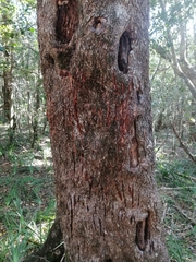 Panthera pardus pardus