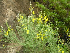 Cytisus osyrioides image