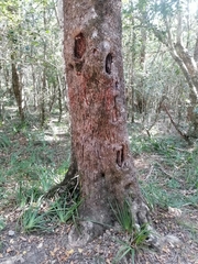 Panthera pardus pardus