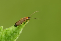 Rhagonycha lutea