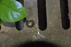 Macrochlamys hippocastaneum