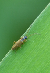 Rhagonycha testacea