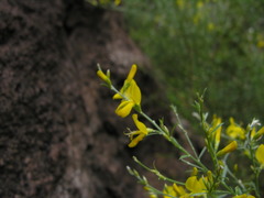 Cytisus osyrioides image