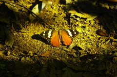 Aterica rabena