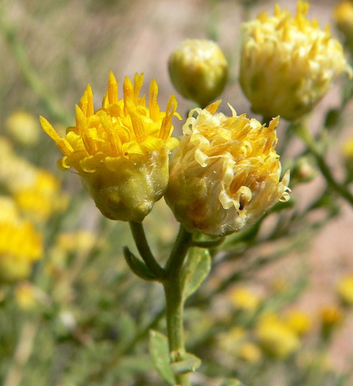 Acamptopappus sphaerocephalus