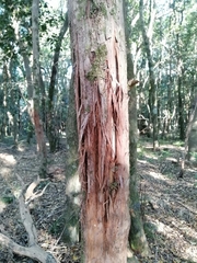 Panthera pardus pardus