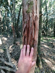 Panthera pardus pardus