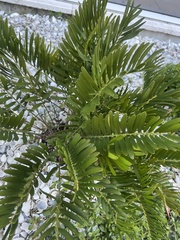 Zamia integrifolia