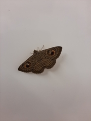 Calliodes pretiosissima
