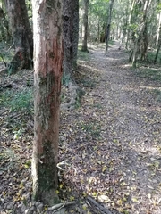 Panthera pardus pardus