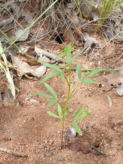 Cleome macrophylla