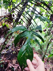 Philodendron pedatum