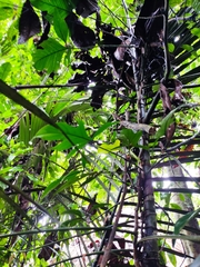 Philodendron pedatum