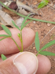 Cleome macrophylla